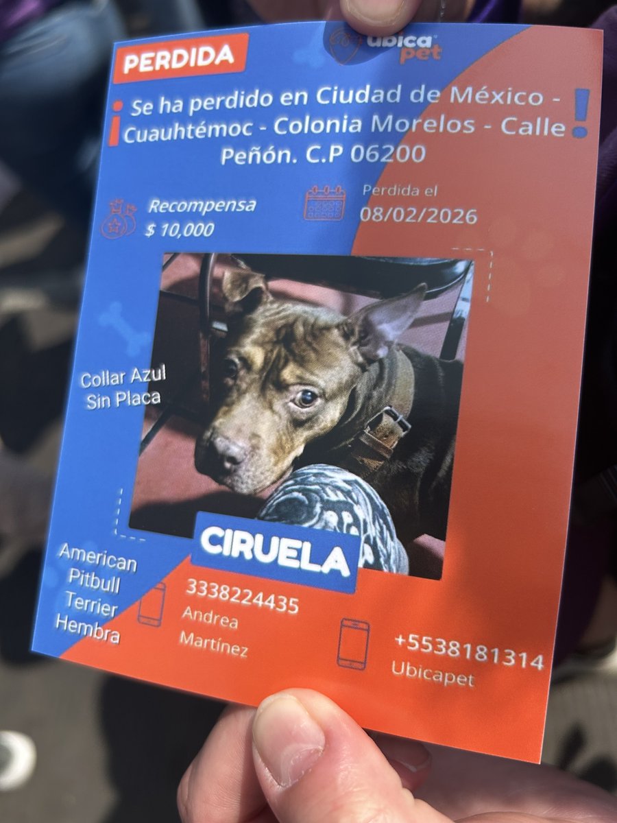 Hoy un señor estaba repartiendo volantes de su perrita Ciruela, hace un mes desapareció en La Lagunilla, está desesperado y muy triste, es un señor mayor y de escasos recursos XFVR RT