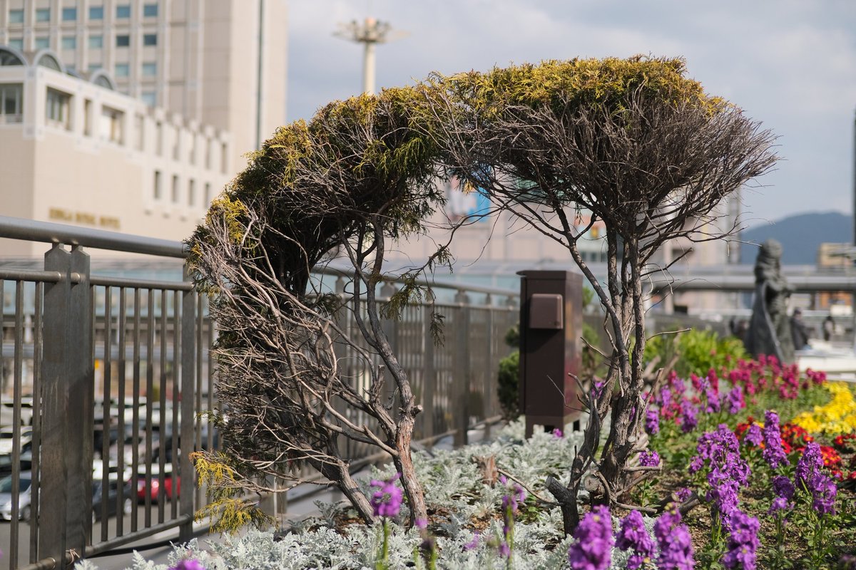 ピクチャーシェル tweet media