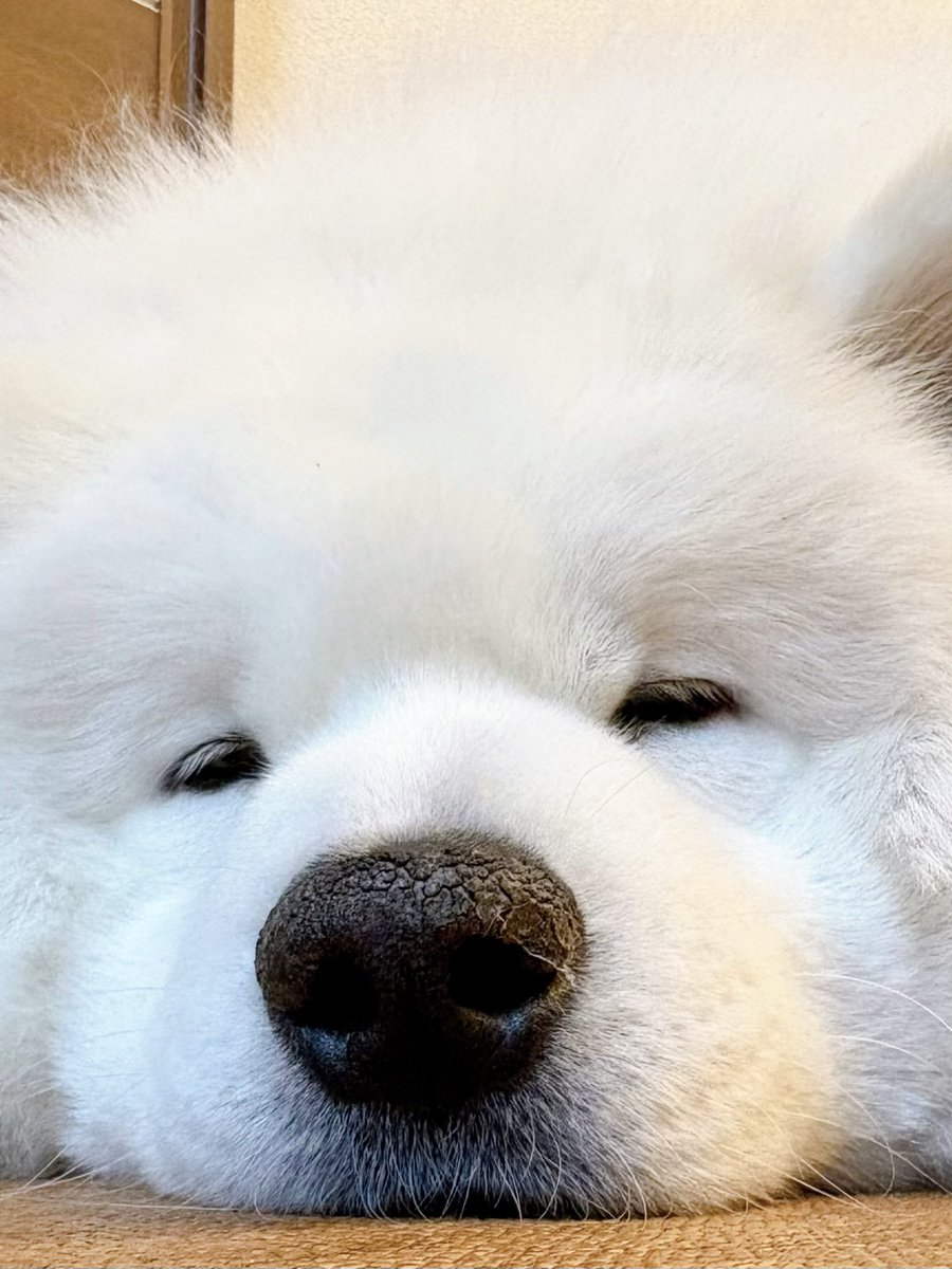 サモエドの眠い顔を近くで感じたい方は、こちらの画像をお使いください。