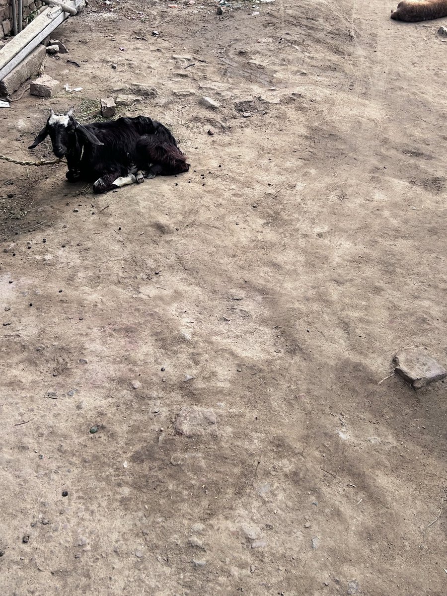 AayushNirala's tweet image. @UrbanDevBihar @DM_Munger @munger_nagarnigam @NitishKumar @News18Bihar @ZeeBiharNews @Live_Hindustan @JagranNews  This is condition of road in Sandalpur Munger Bihar Ward no 36 in 2026.. #RoadCondition
•#BrokenRoads
•#DrainageProblem
•#CivicIssues
•#Infrastructure