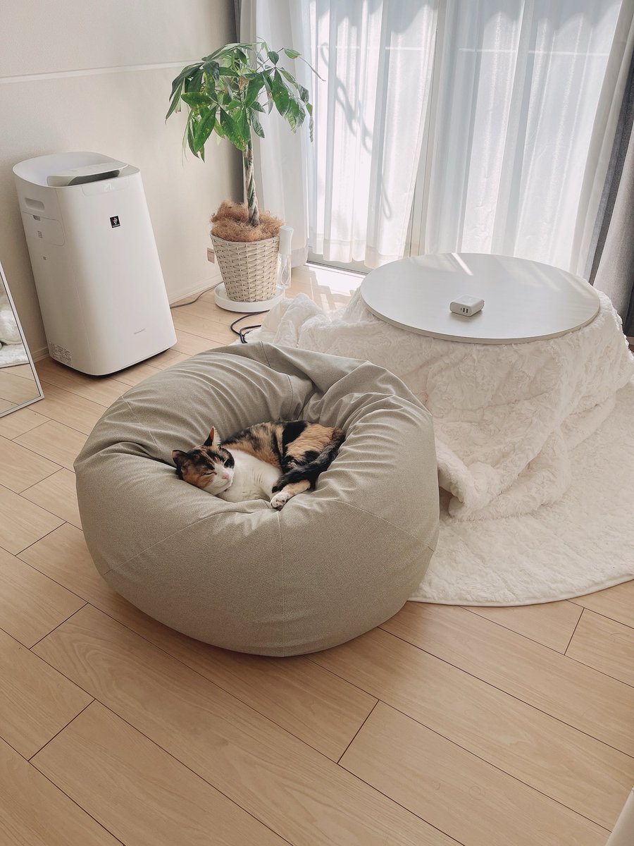 arix_xi's tweet photo. 仕事から帰ってきたらこれ。
飼い主はフローリングに座ります。

元野良がいい暮らししてんな、
とっても長生きしてくれ https://t.co/bzd3Q42TBJ