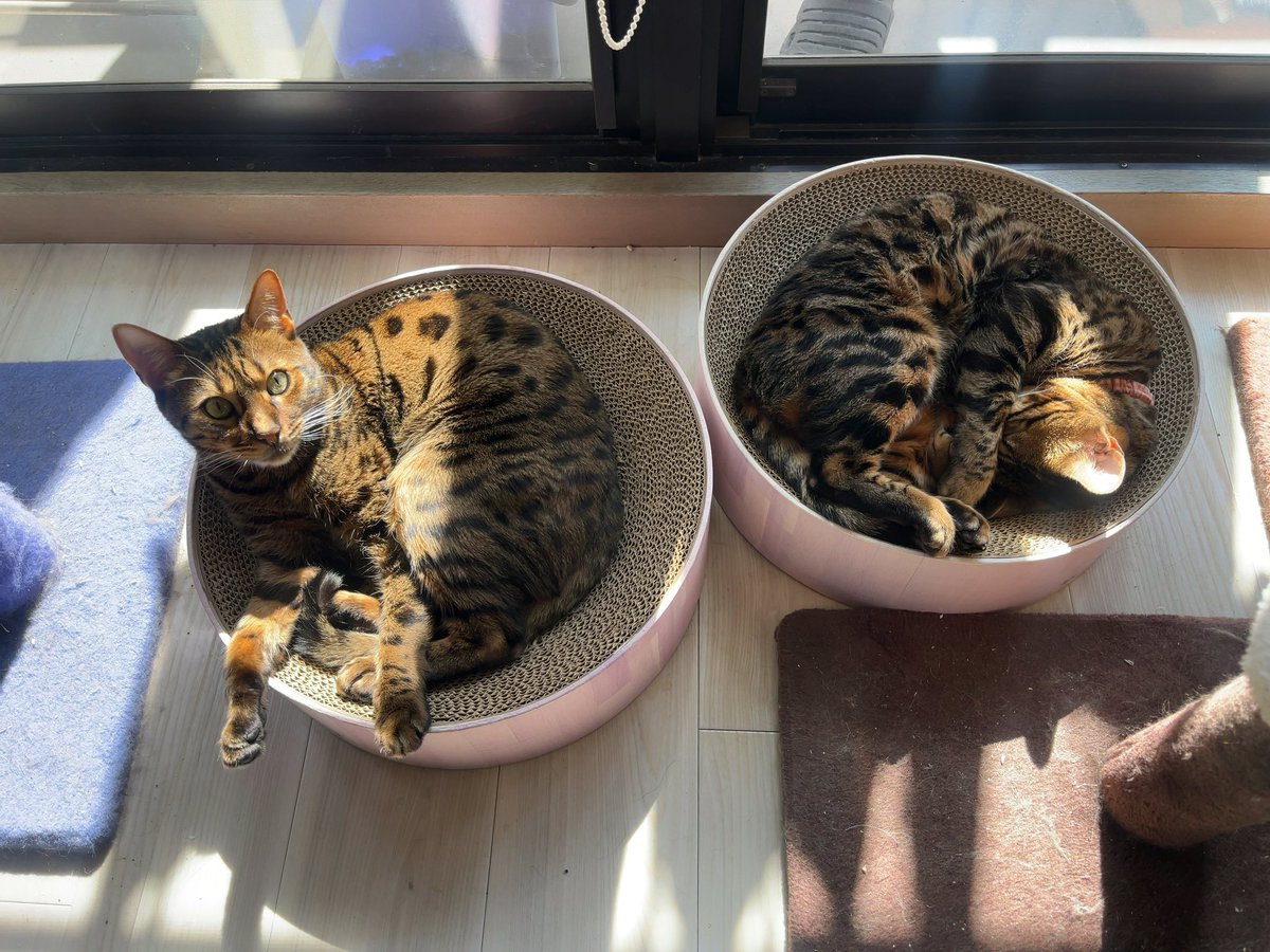 kyoten's tweet photo. 今日のにゃんこ https://t.co/jGeX6vhYtE