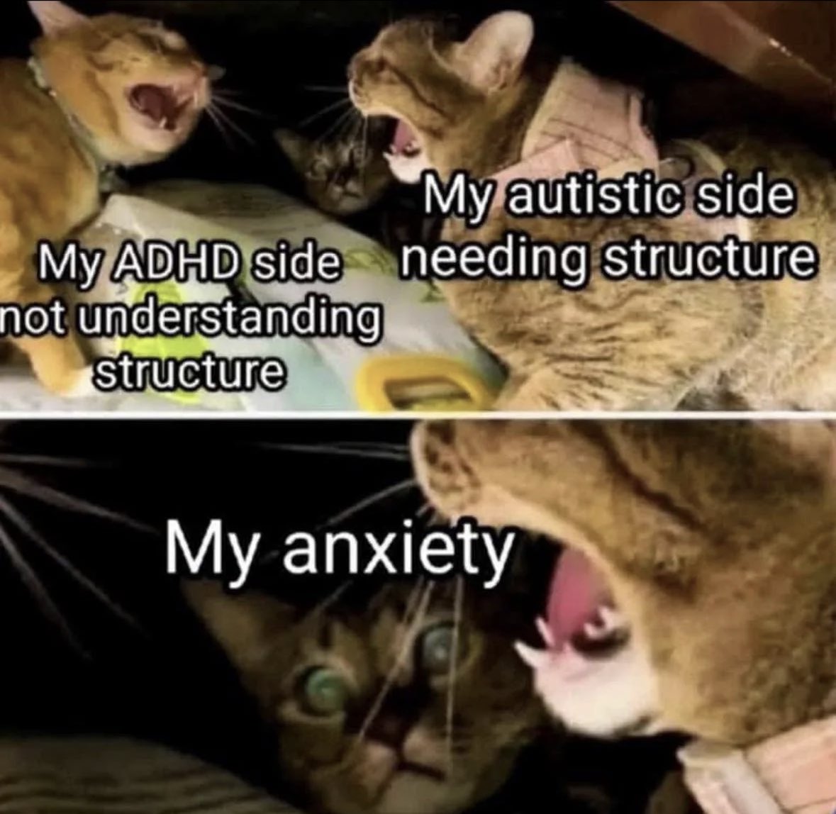 ADHD Memes (@adhdforreal) on Twitter photo 