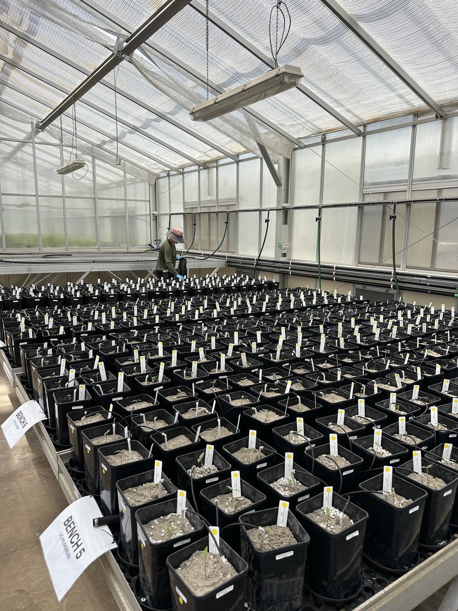 gorsi_bai's tweet photo. We’ve just planted a mungbean trial under contrasting soil nitrogen conditions at the Redlands Research Facility, Brisbane. This experiment marks another step toward solving one of the major bottlenecks in mungbean research labour intensive nodule counting.
#UQ #QAAFI #GRDC #SNF https://t.co/8lIgycjwC4