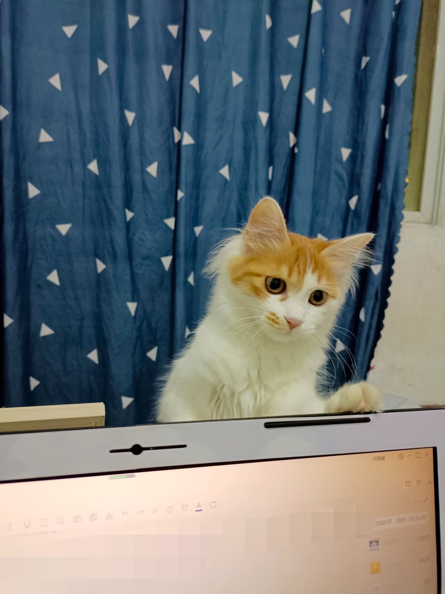 ChRoMx85's tweet image. "When your meeting slides auto-played a cat video (thanks to a mischievous intern)… now everyone wants to ‘stay for the next agenda item’  #OfficeChaos #InternWin"