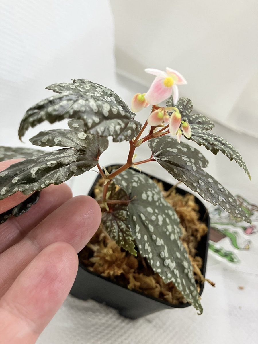 ベゴニア　玉霰
開花しました。
めっちゃ可愛い🎵

ほんのりと心を温めてくれる花です。