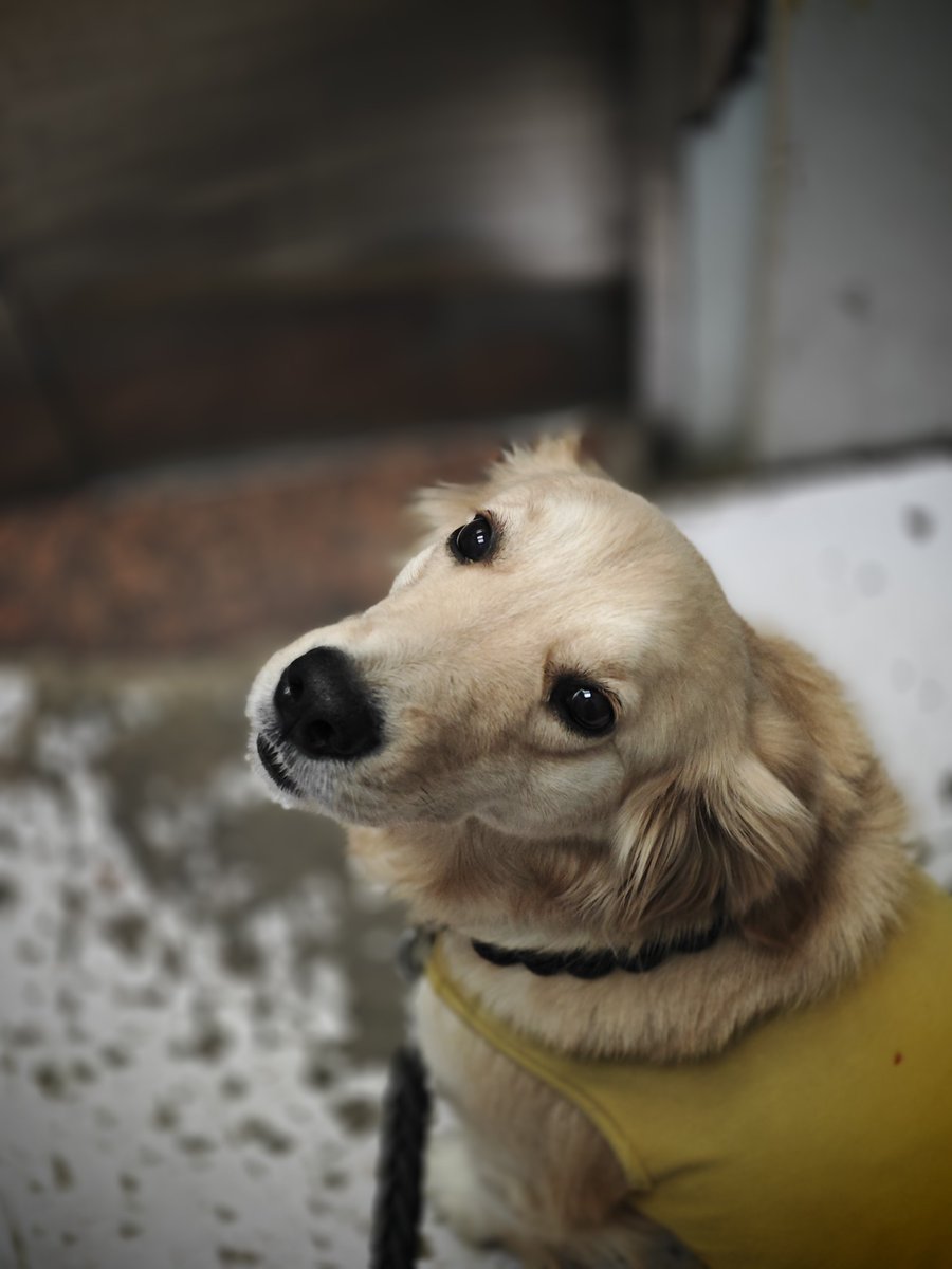 EIite Swing Tardres. tweet media