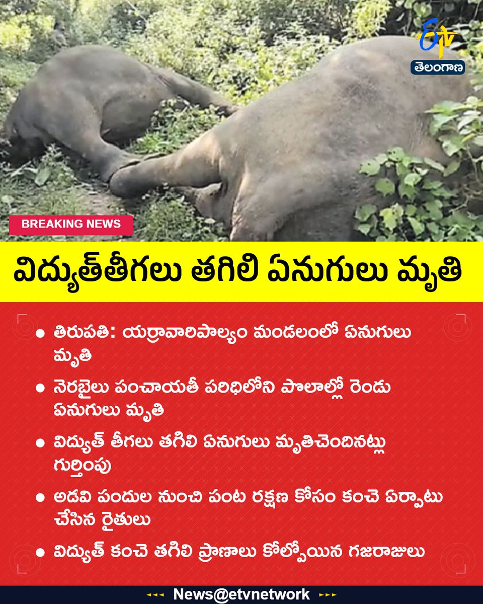 etvtelangana's tweet image. #elephants
#currentwire
#Tirupati
#Fencing
#etvtgbreaking
