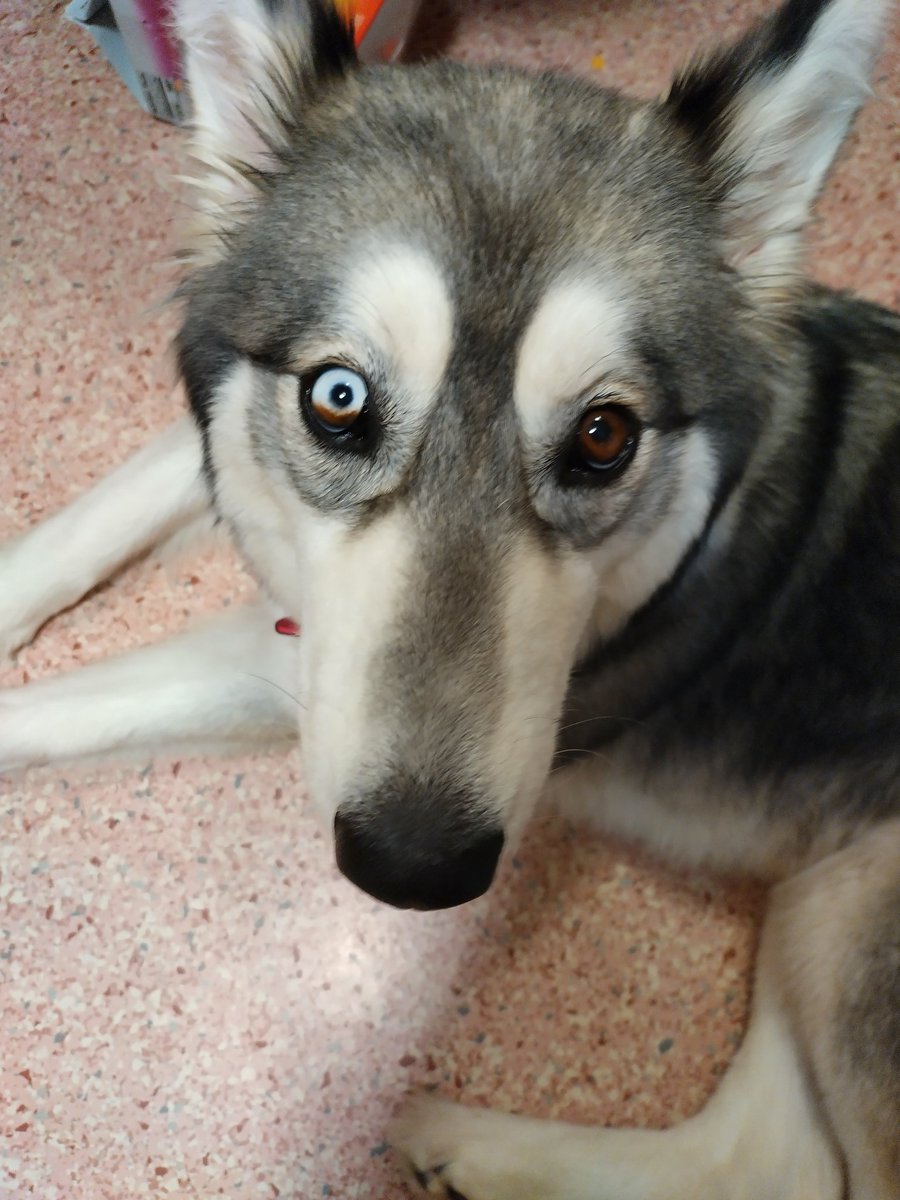 Jannine.. #MagaMemeQueen ™️ 👑🇺🇸 tweet media