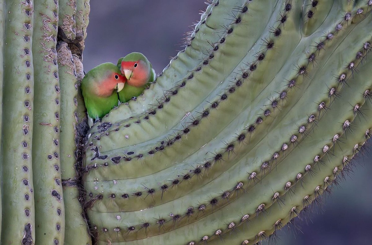 Rosy-faced Lovebirds on Saguaro cactus 🌵