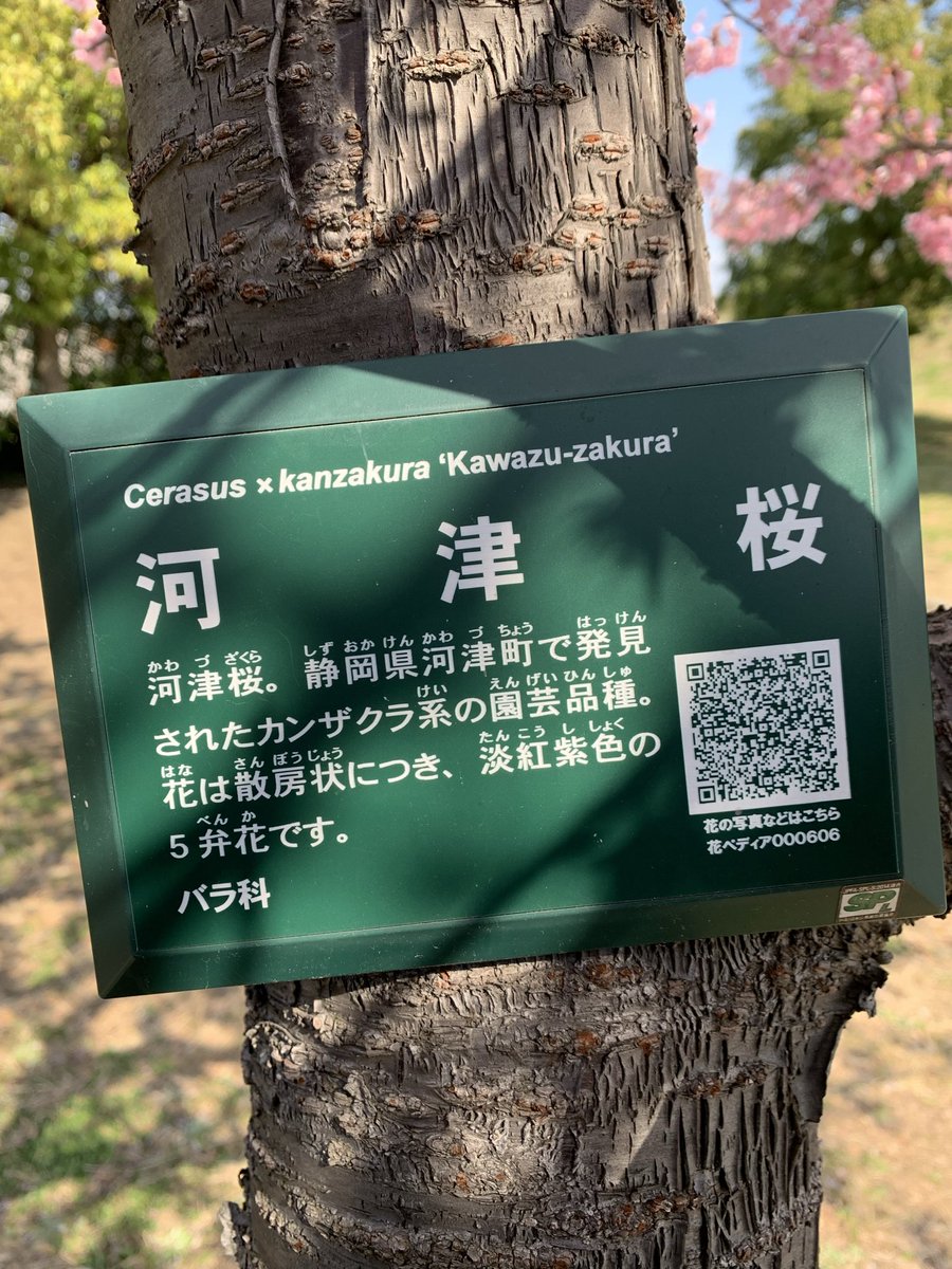Parro_66's tweet photo. 3月9日舎人公園、種類によっては満開です。 https://t.co/SmYlw6tnmH