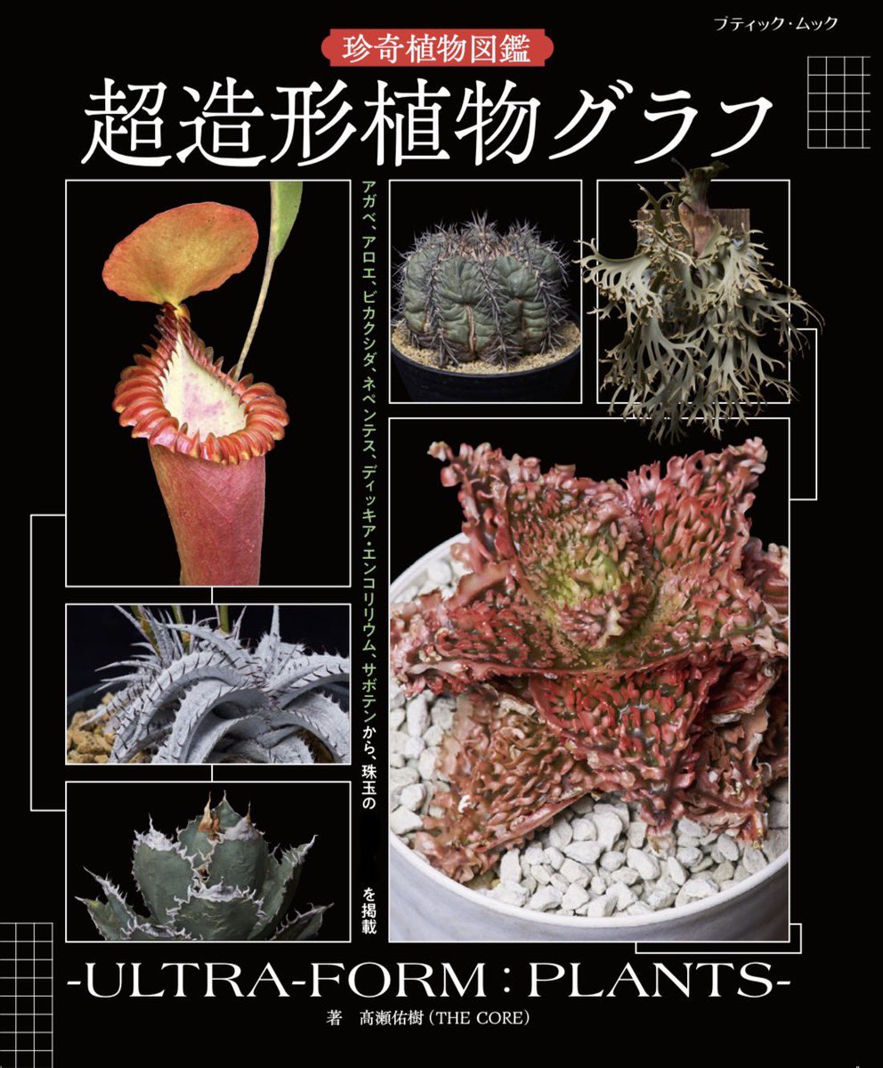 見本　途中で消します文頭ができるものと、まだできないものを載せました。ディッキア ブロメリア】ディッキア・ヘクチア葉のSOSを見逃すな！！ - YouTube