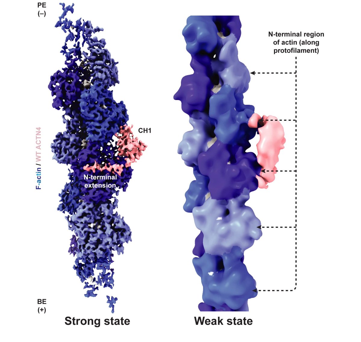 Alushin_Lab tweet media