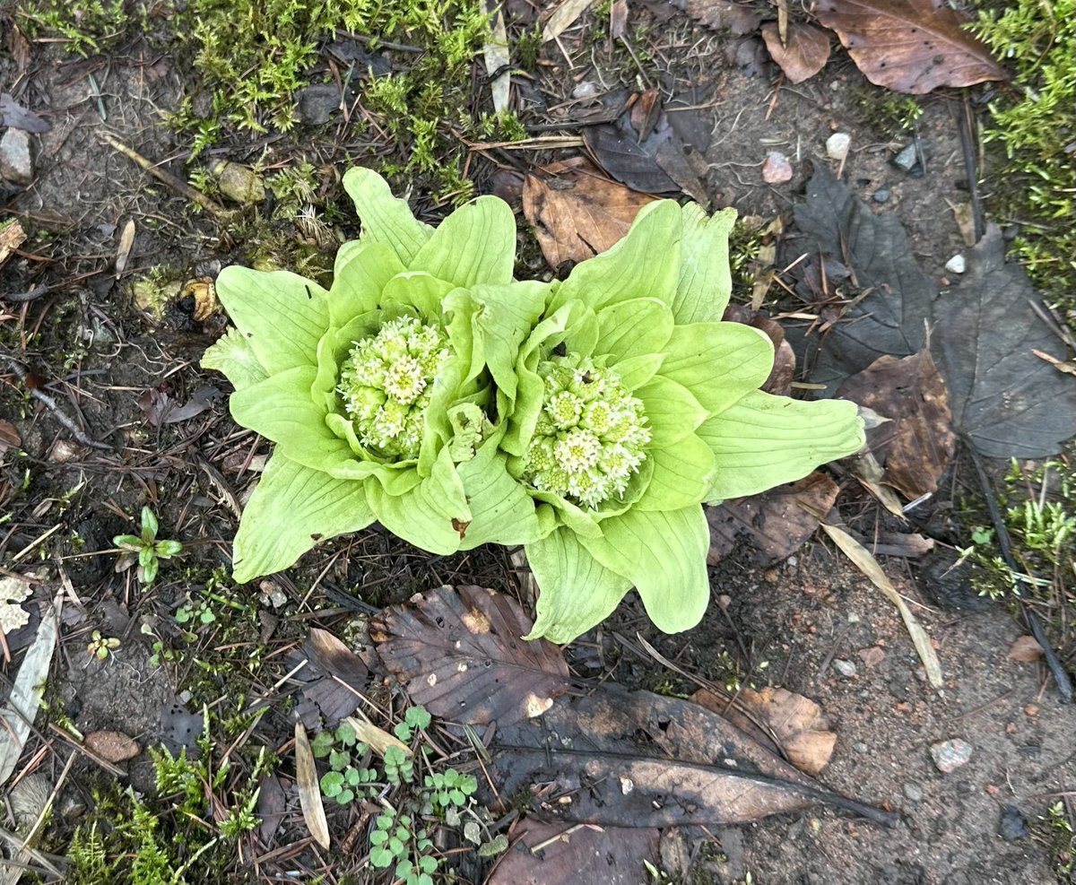 SkylarkArtist's tweet photo. Good morning Fuki…
#GoodMorning #Petasites #japonicus #Butterbur #Fuki
💚💚 https://t.co/4xvr2hO16X