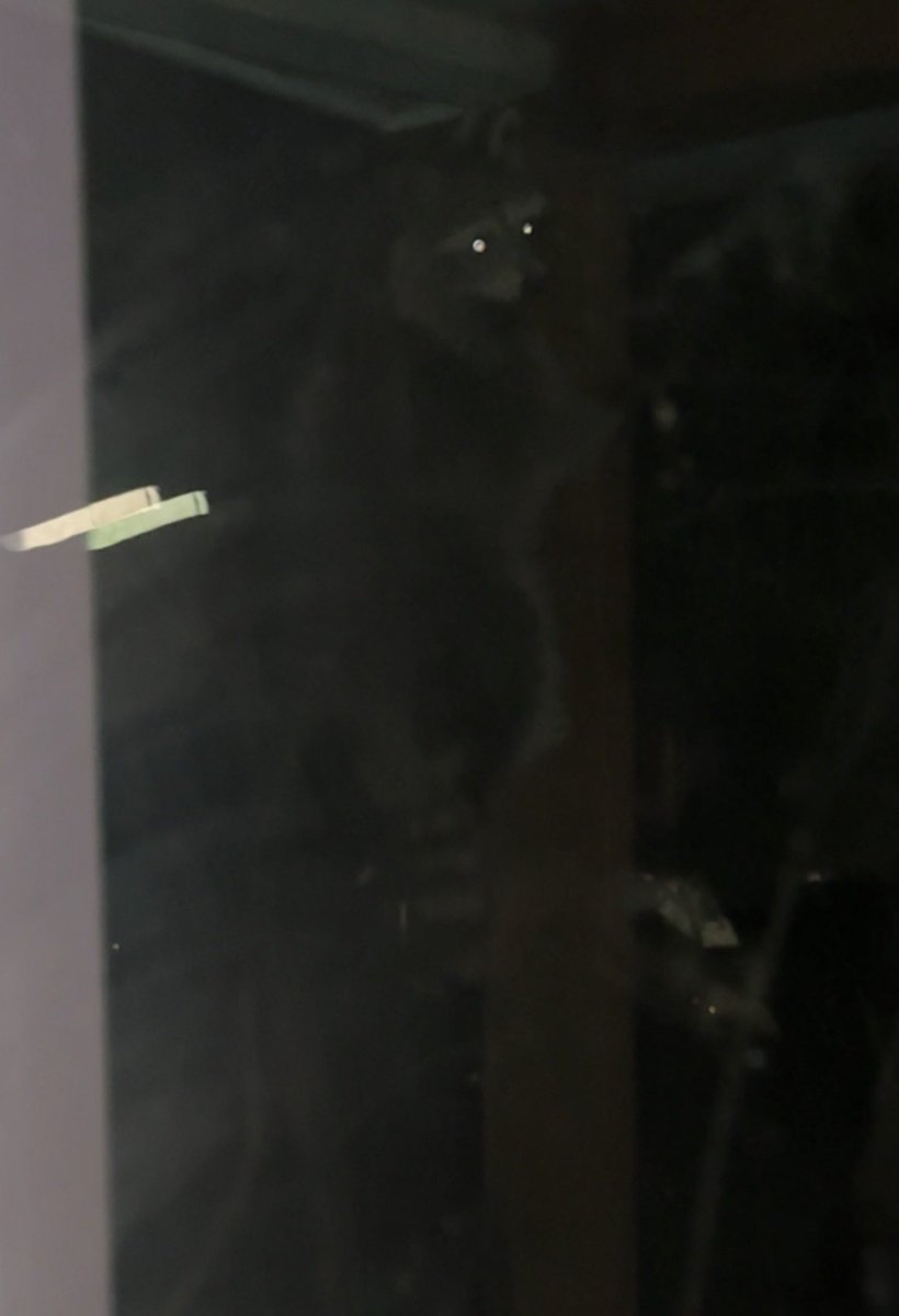 There was a massive raccoon on my back porch and dude just climbed onto my roof when I saw him!?!