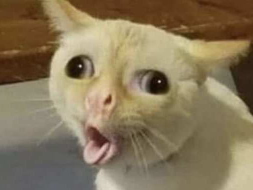 🦡Badger Gary|| @garrusvnbadger.🟦🌌.social tweet media