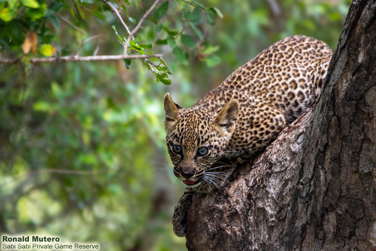 SabiSabiReserve's tweet image. Our morning safari surprise: a leopard on a tree branch with a fresh kill, joined by her two cubs. Watching this quiet family moment was unforgettable. We left peacefully, giving them space to thrive. #safari #leopard #cub #southafrica