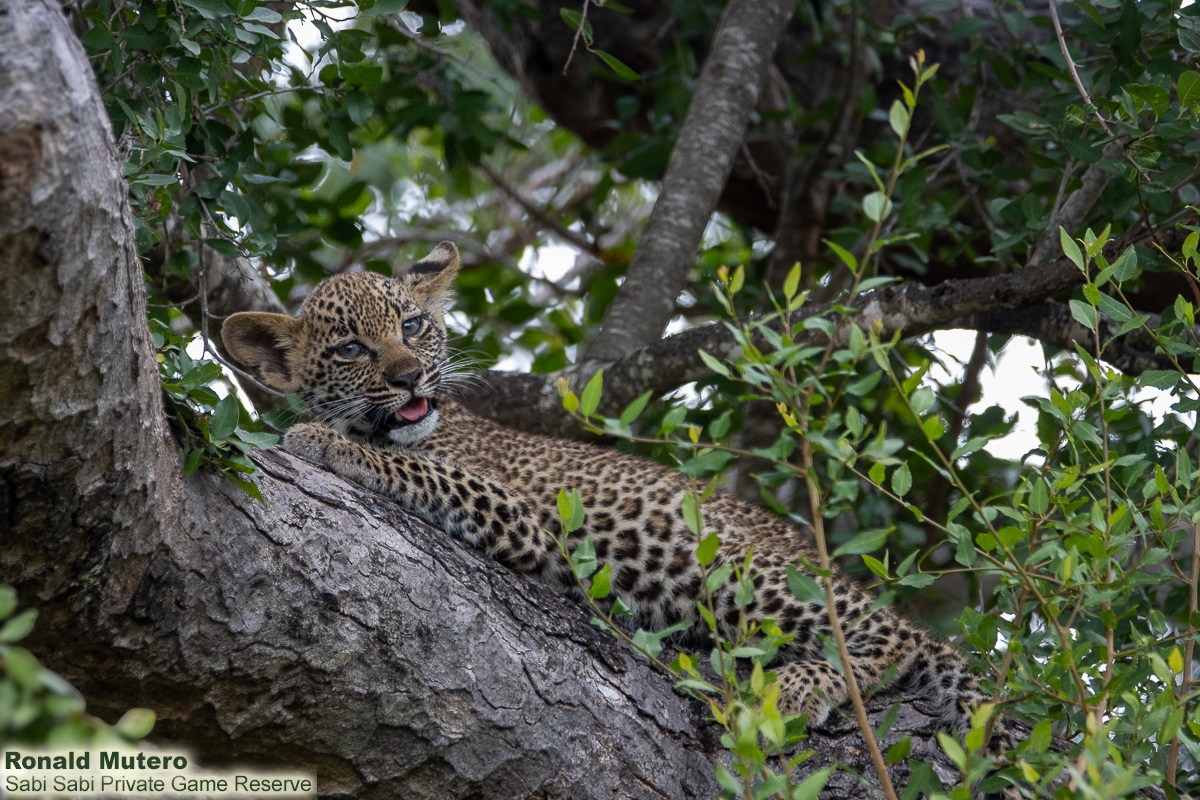 SabiSabiReserve's tweet image. Our morning safari surprise: a leopard on a tree branch with a fresh kill, joined by her two cubs. Watching this quiet family moment was unforgettable. We left peacefully, giving them space to thrive. #safari #leopard #cub #southafrica