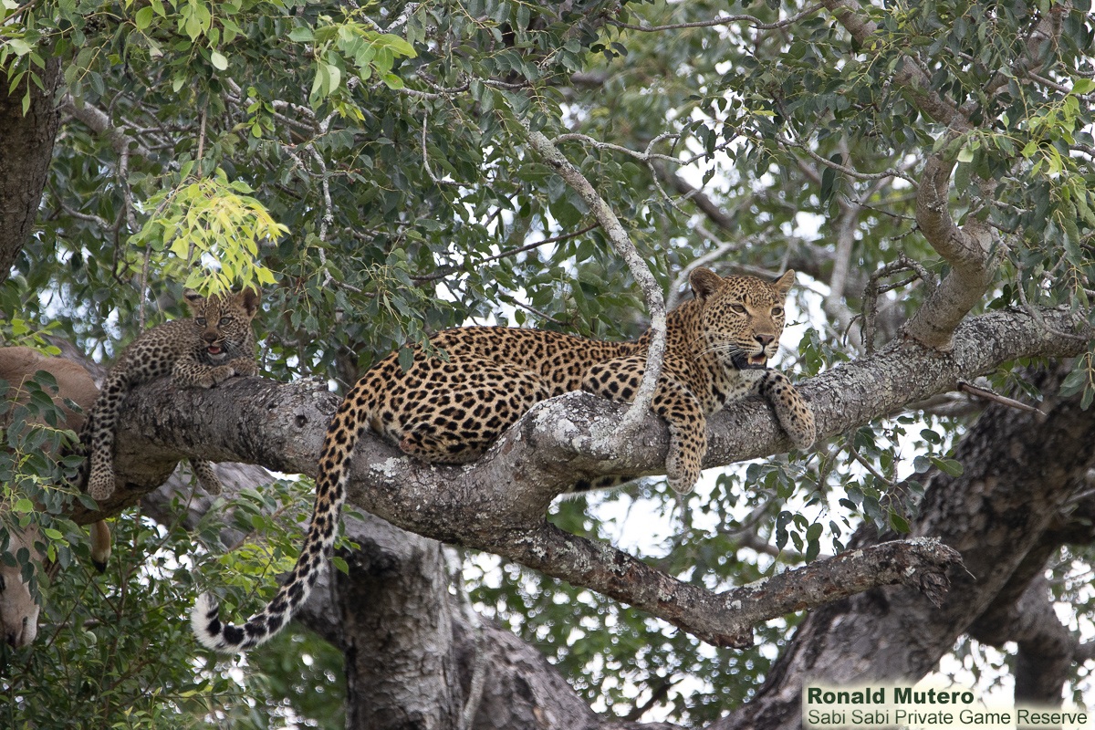 SabiSabiReserve's tweet image. Our morning safari surprise: a leopard on a tree branch with a fresh kill, joined by her two cubs. Watching this quiet family moment was unforgettable. We left peacefully, giving them space to thrive. #safari #leopard #cub #southafrica