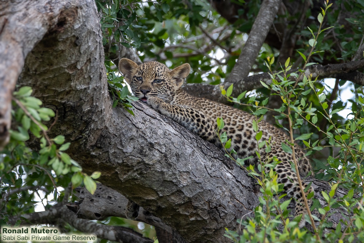 SabiSabiReserve's tweet image. Our morning safari surprise: a leopard on a tree branch with a fresh kill, joined by her two cubs. Watching this quiet family moment was unforgettable. We left peacefully, giving them space to thrive. #safari #leopard #cub #southafrica