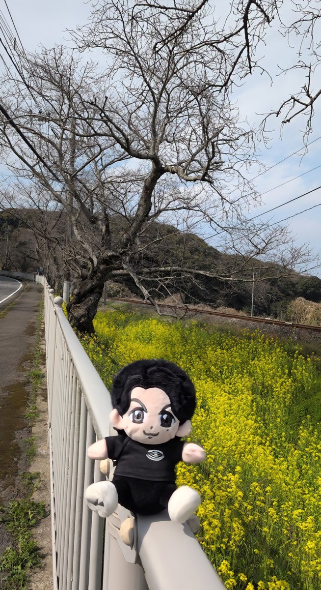 t10u25's tweet photo. ライブの余韻に浸りながらドライブ行って来ました🚗
桜はまだでしたが菜の花がキレイに咲いていました❀
#BROS1991 
#WBT2026龍雷乃発声 https://t.co/ADpPzYtPj8
