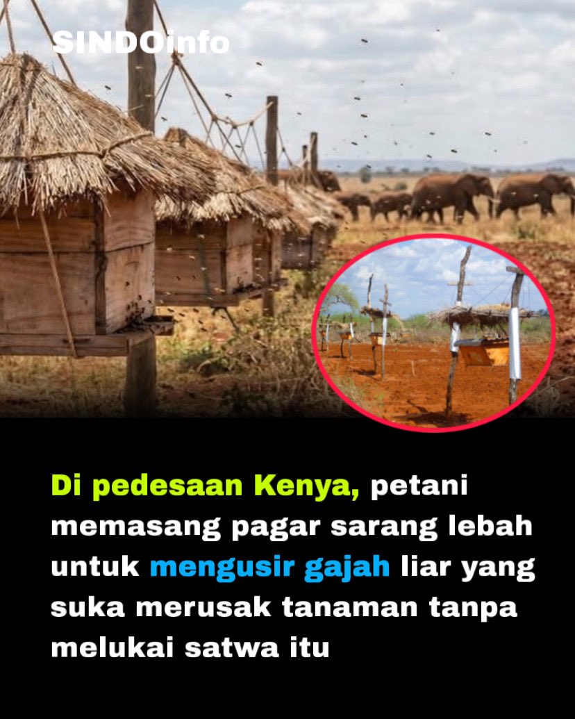sindoinfo's tweet photo. Ide yang bagus, berternak lebah untuk pagar kebun menghalau serangan kawanan gajah, secara gajah takut sama lebah https://t.co/gwc88vrIyI