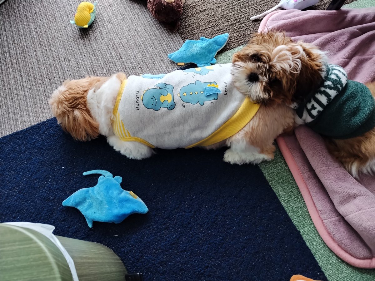 よしひこ👼👊 tweet media