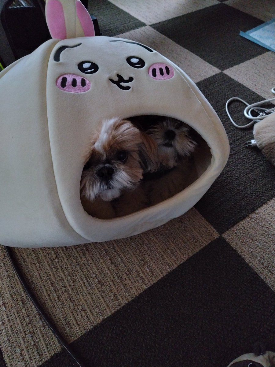 よしひこ👼👊 tweet media