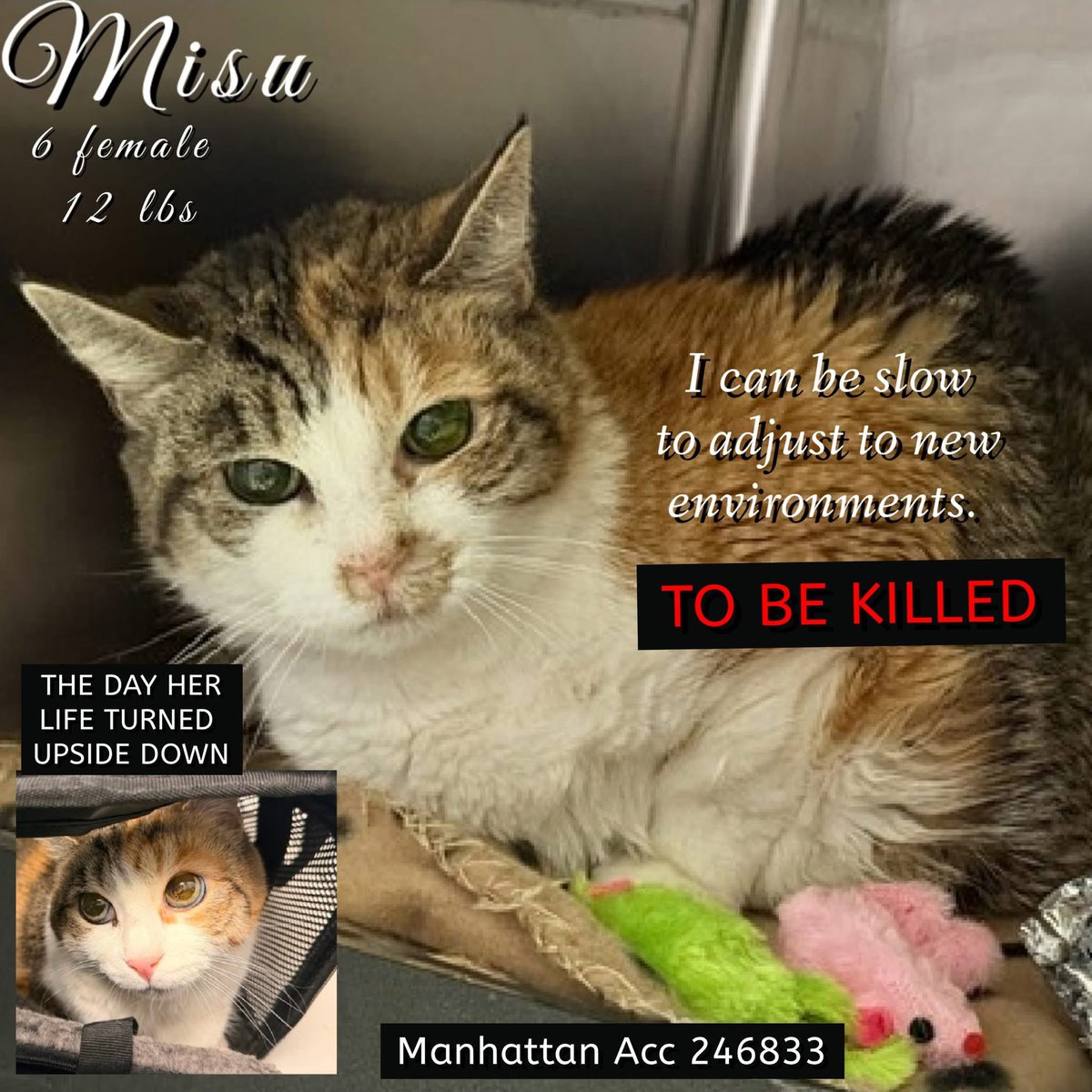 Nik & Marley Cat tweet media