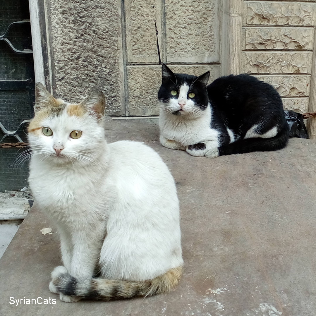 Syrian Cats tweet media