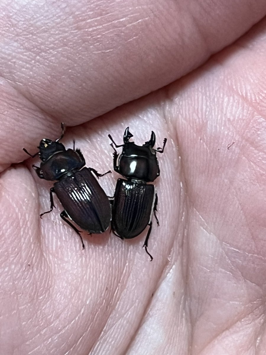 ぱちこ tweet media