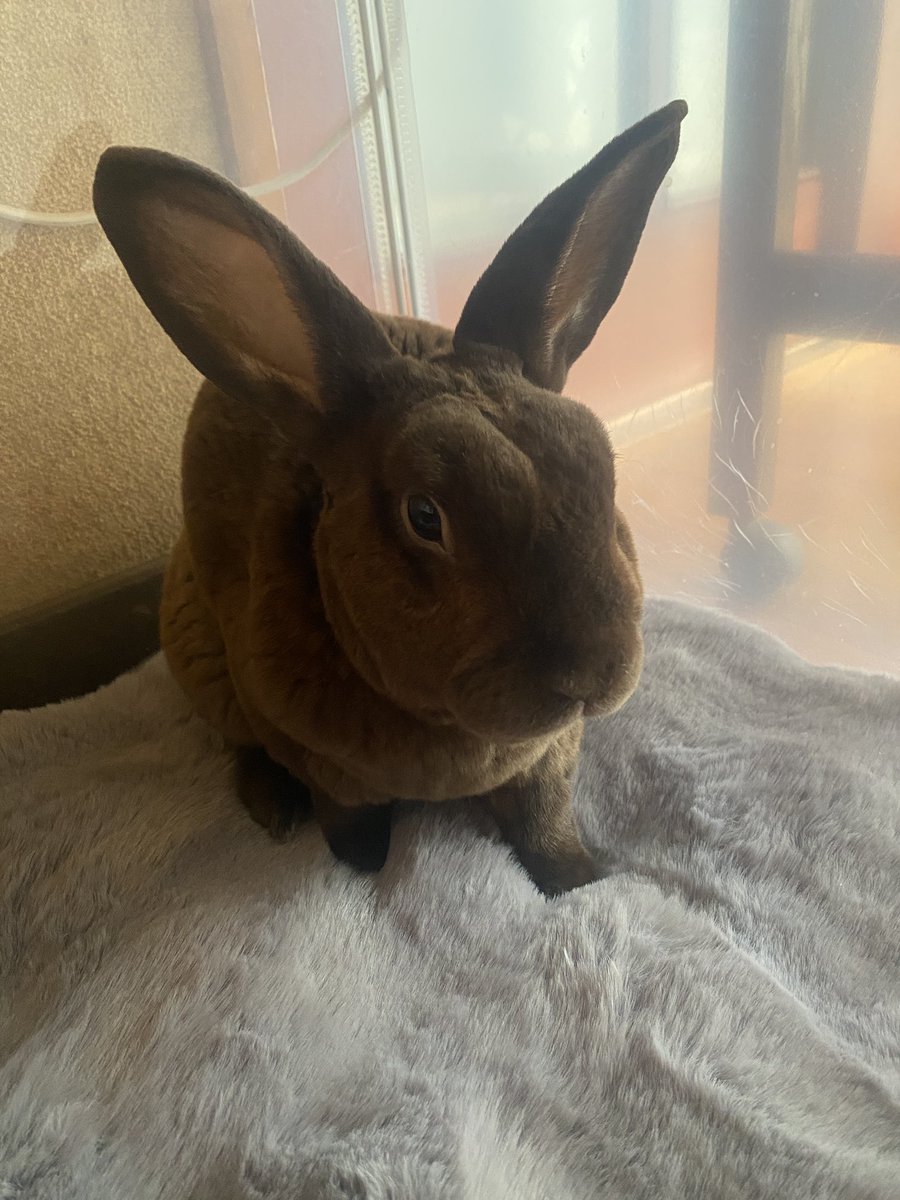 小豆（ミニレッキス♂） tweet media