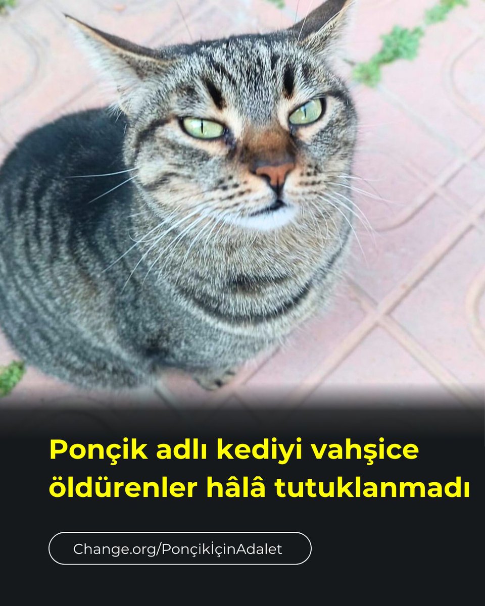 Ponçik'i derisini yüzerek öldürdüler, serbest kaldılar!
#PonçikİçinAdalet

Haziran 2025’te İzmir Bayraklı’da bir sitede, sokak kedisi Ponçik, vahşice öldürüldü.

Defalarca bıçaklandı, beli kırıldı, derisi yüzüldü.

Davanın 2. duruşması 5 Mart’ta görüldü. Sanık E.Ö. ve S.Ö.