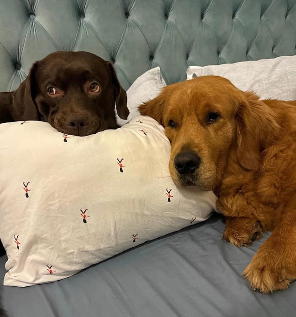 🚨HEARTBREAKING🚨

EXPATS FLEEING DUBAI ABANDON THEIR BELOVED PETS TO A CRUEL FATE AS MISSILES RAIN DOWN 

Panicked Brits are tying terrified dogs to lamp posts with no food or water, dumping cats and puppies on scorching streets, and begging vets to euthanise healthy animals