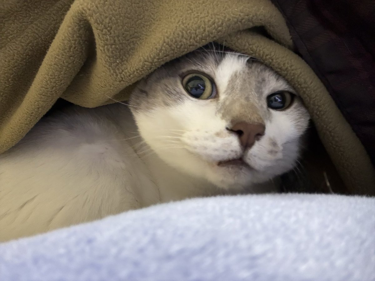 IpokeAk's tweet photo. 暖をとりに膝掛けの中に入ってきたオリゴ😸
#猫のいる暮らし　#保護猫　#猫好きさんと繋がりたい　#ねこのいる生活 https://t.co/PKCxj1dhet