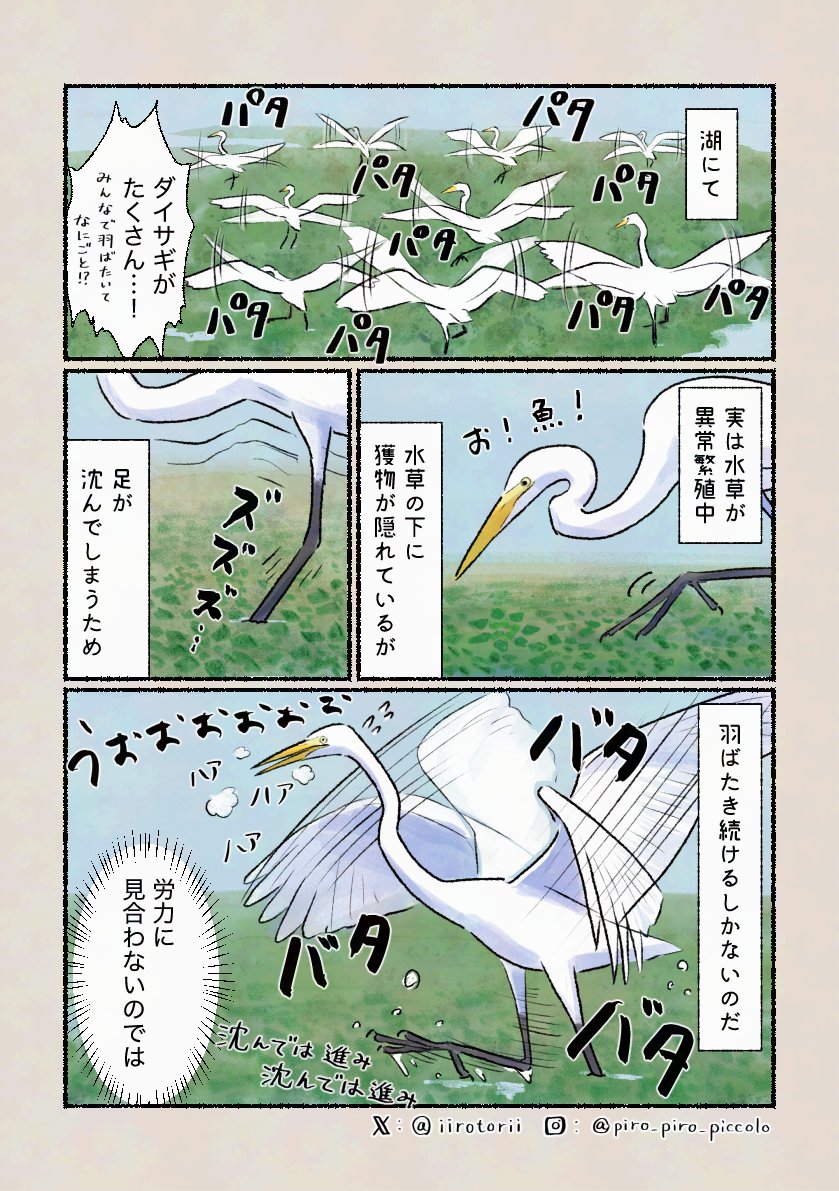 「一筋縄ではいかない狩り」
滅多に見られない光景ですが、餌が豊富なのか、たくさん集まっていました!(喜んでいいこととは思えないけど) 