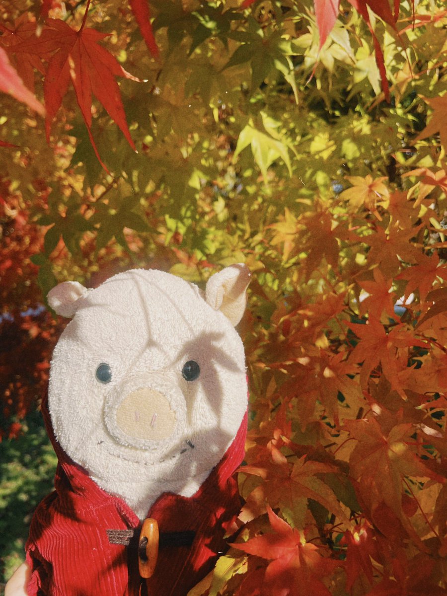 さとう なつみ tweet media