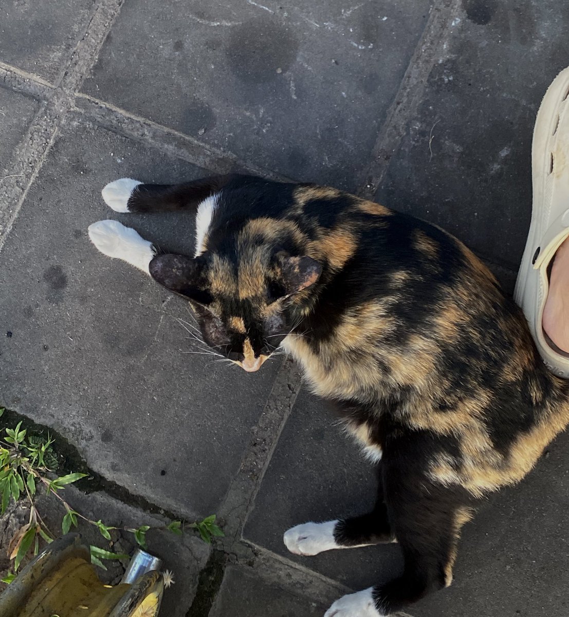 ตัวเดียวกันมั้ย อ้วนๆเหมือนกัน