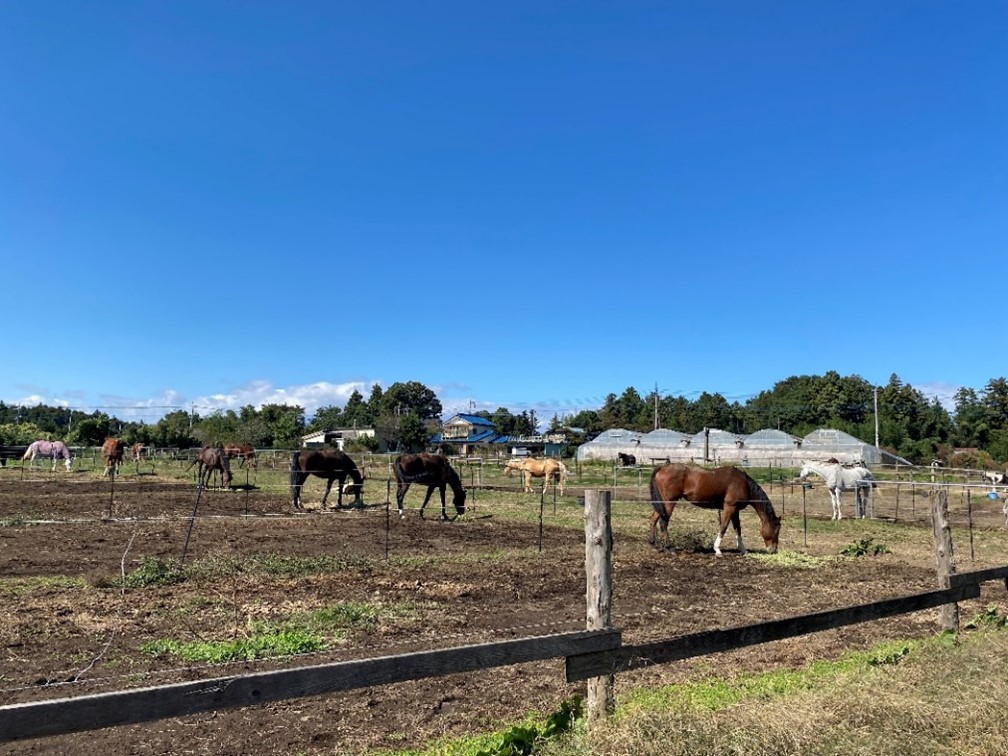 JAC_foundation's tweet photo. 【25年度助成先視察レポート】
昨年、群馬県前橋市に拠点を置くニューホープステーブルスを訪問してきました。
「馬ファースト」をモットーとしたご活動について、放牧場でのびのびと過ごす馬たちを眺めながら、直接お話を伺うことができました。

▼視察レポートはこちらから
https://t.co/FchOH8KmaO https://t.co/Um8xQ9ZO8k