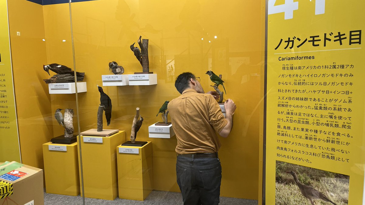 【公式】特別展「鳥」 tweet media