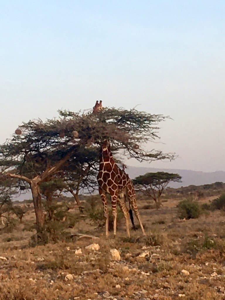 Sylvie Bert tweet media