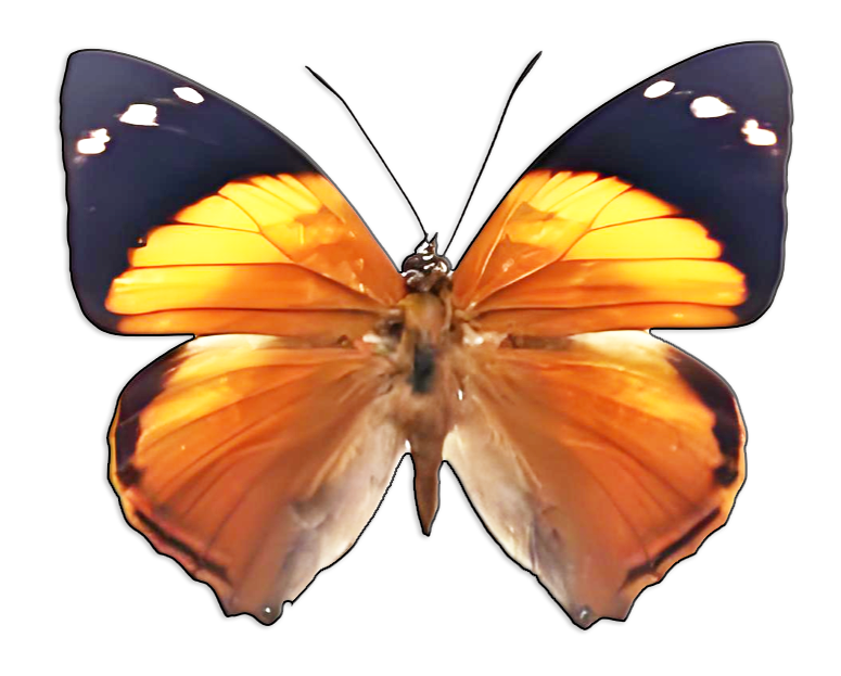 Butterfly effect tweet media