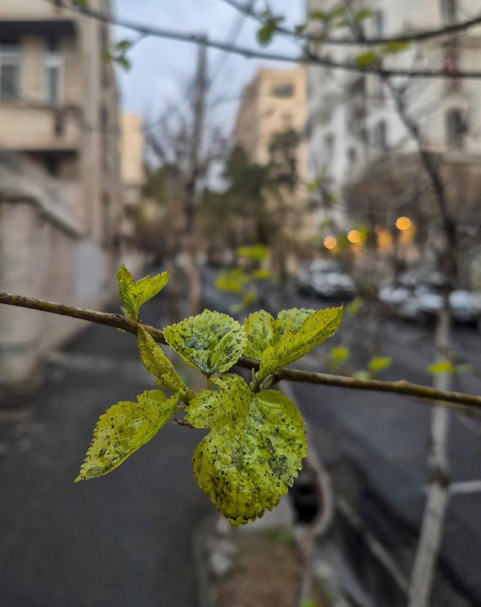 Tehran 🌱