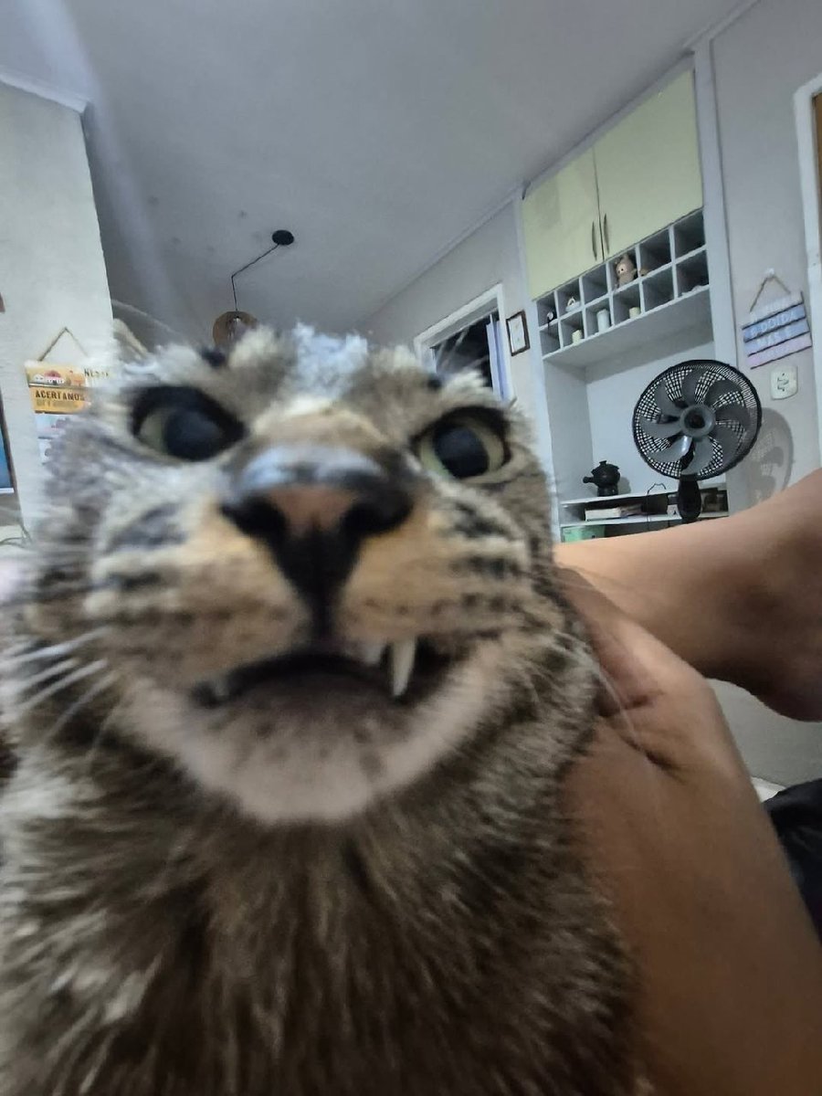 મોદીનો બિલાડો (closeted cat in disguise)🌾 ⚛ tweet media