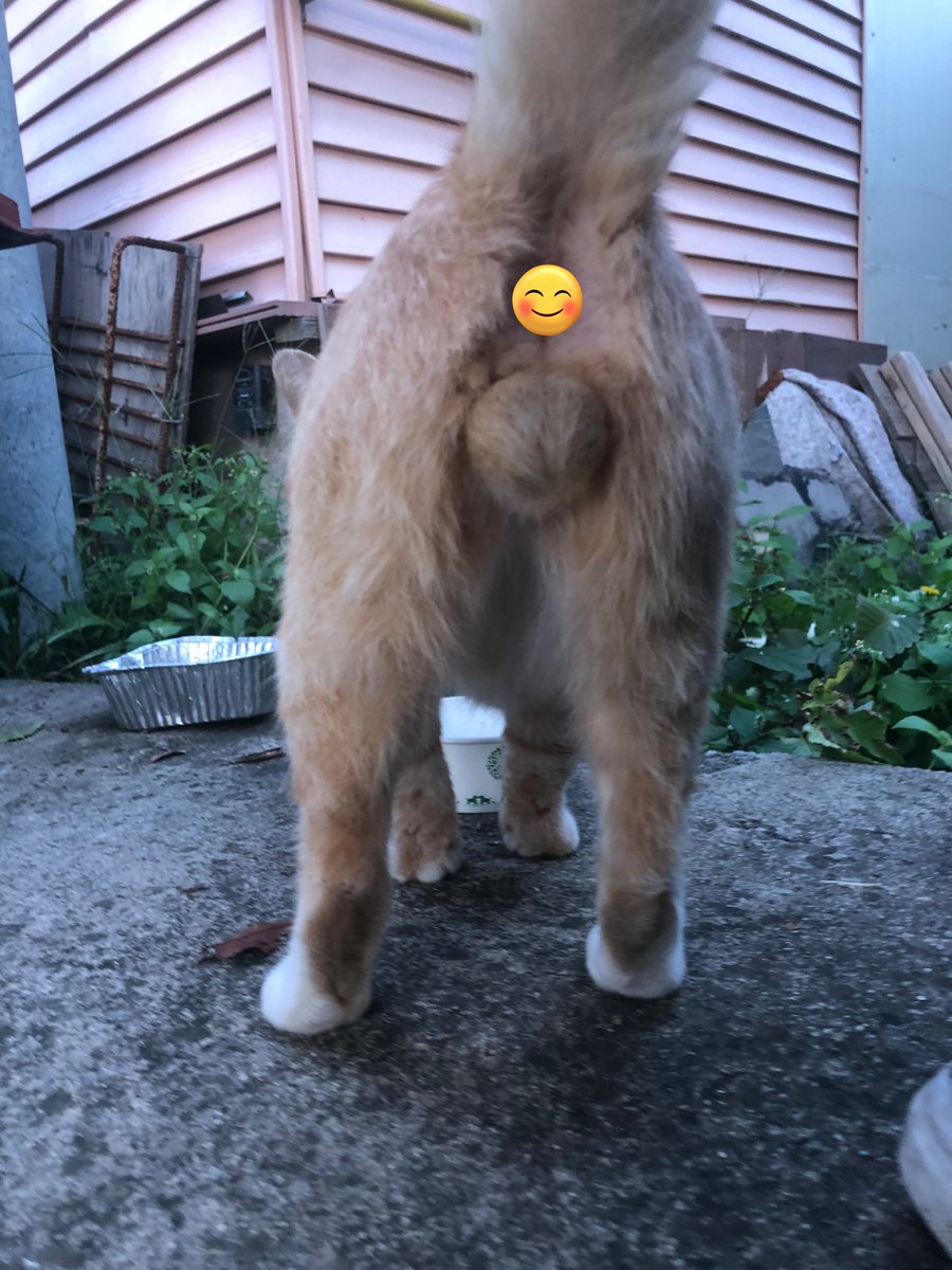 우리집강아지사진계정 tweet media