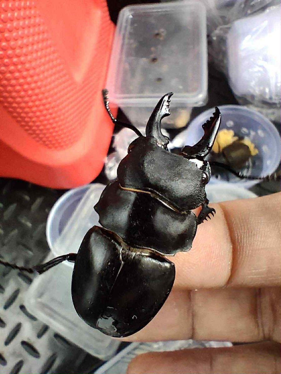 奇虫飼育者 tweet media