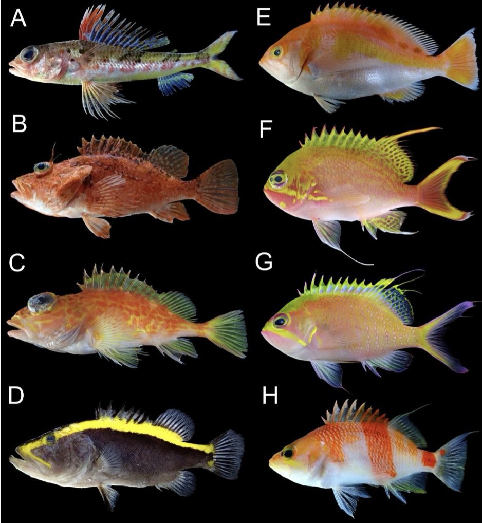 串本海中公園センター tweet media