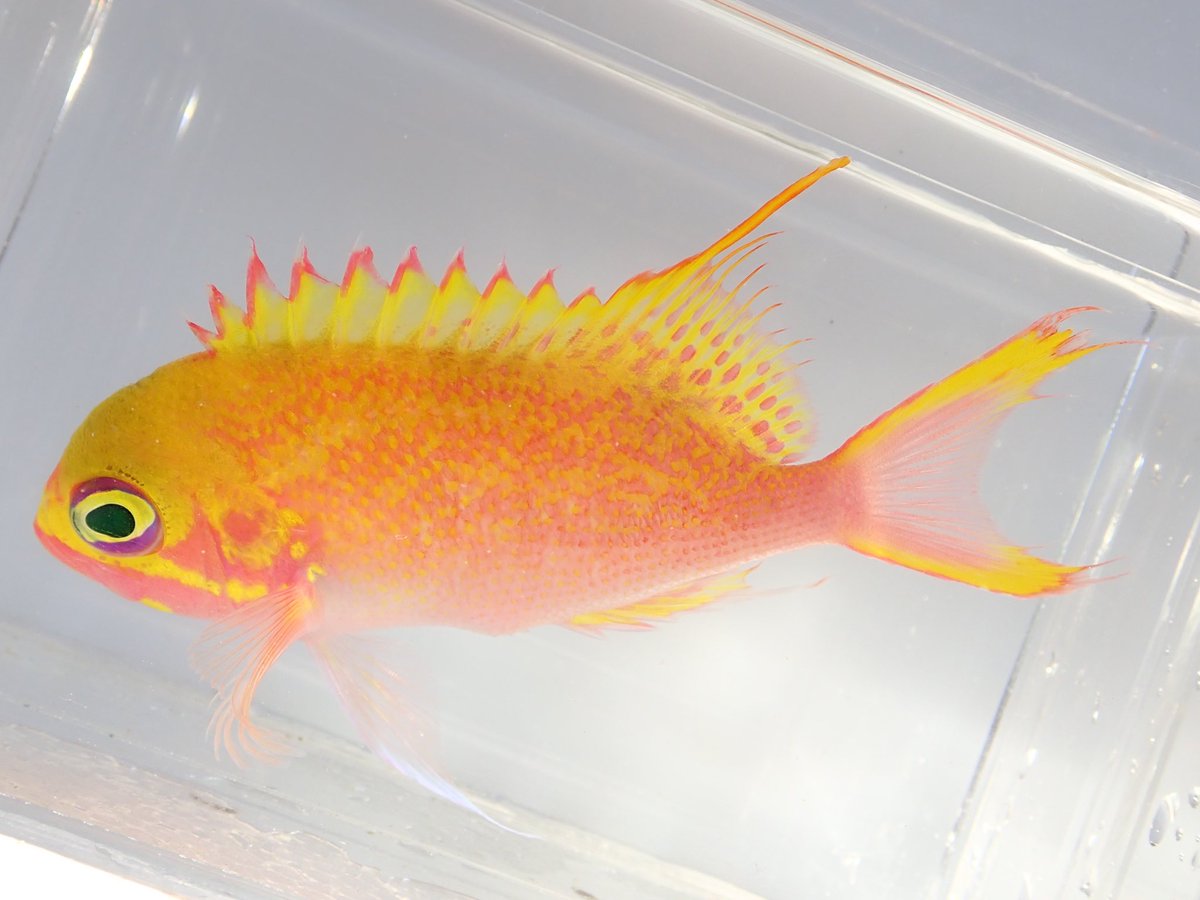 串本海中公園センター tweet media