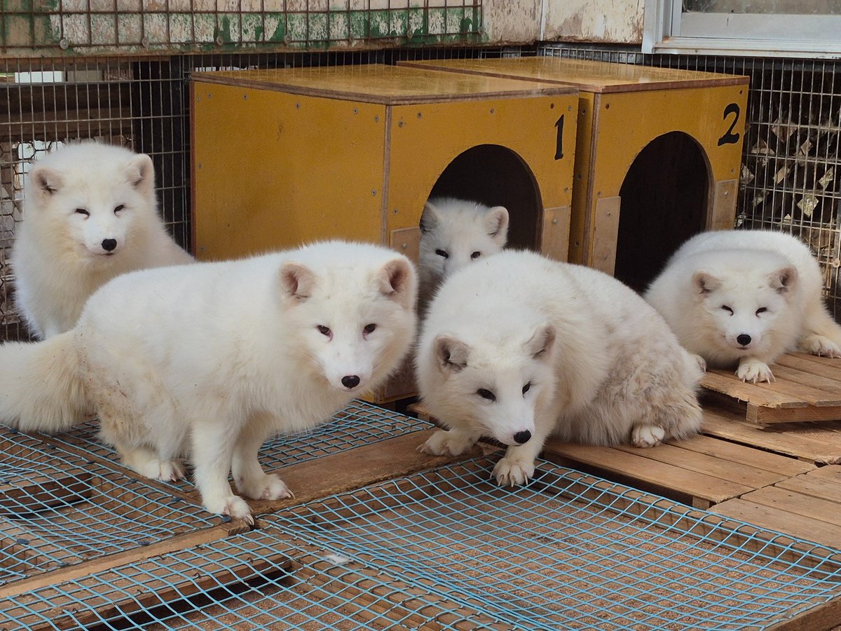 宮城蔵王キツネ村(公式)🦊 tweet media