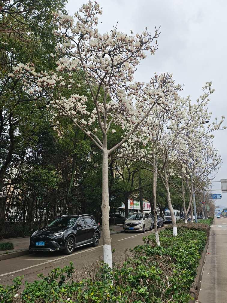 cydf528's tweet photo. The #spring #breeze brushes against the #port #city, as magnolias enter their full #bloom period. #beilun https://t.co/kuh9BO0p1D